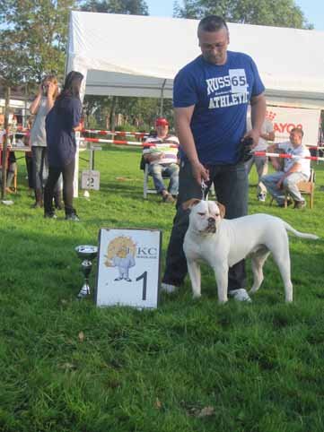 american bulldog